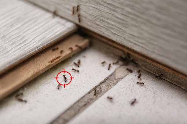 Best Wasp Removal Services  in Tucson Estates, AZ